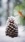 ❄️🌲 Lonely Pine Cone Life Wallpaper for Android 13, 14, 15 phones like Google Pixel in low quality