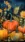Pumpkin Flowers #5893 Live Wallpaper for Samsung Galaxy S24 Ultra in low quality