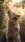 Serene Wolf #c3c2 Live Wallpaper for Android 13, 14, 15 phones like Google Pixel 9a in low quality
