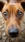 Jack Russell Live Wallpaper for Android 13, 14, 15 phones like OnePlus 13R in low quality