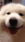 dog   #47de Live Wallpaper for Android 13, 14, 15 phones like Samsung Galaxy A16 in low quality