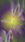 Sophia - Name Life Wallpaper for Android 13, 14, 15 phones like Samsung Galaxy S24 Ultra in low quality