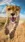 Cheetah #3093 Life Wallpaper for Android 13, 14, 15 phones like Samsung Galaxy A55 in low quality