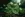 St Patrick Clover #10f2 Life Wallpaper for Android 13, 14, 15 phones like Google Pixel 9a in low quality