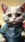 Cute Cat with Roses #a4a2 Live Wallpaper for Google Pixel in low quality