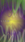 Liam - Name Life Wallpaper for Android 13, 14, 15 phones like Samsung Galaxy A16 in low quality