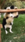 dog #0ca5 Live Wallpaper for Android 13, 14, 15 phones like Xiaomi Redmi Note 13 Pro in low quality