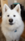 dog   #fc5e Live Wallpaper for Android 13, 14, 15 phones like Xiaomi Redmi Note 13 Pro in low quality