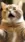 Surprised Cat #9572 Live Wallpaper for Samsung S25 in low quality