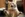 Surprised Cat #9572 Life Wallpaper for Android 13, 14, 15 phones like Samsung Galaxy A55 in low quality