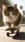 Cat On Skateboard #f6d4 Live Wallpaper for Oppo Reno 11 Pro in low quality