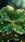 St Patrick Clover #10f2 Live Wallpaper for OnePlus 13R in low quality