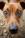 Jack Russell Live Wallpaper for Android 13, 14, 15 phones like Google Pixel 9a in low quality