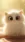 White Cat with Big Eyes #0cc7 Live Wallpaper for Samsung Galaxy A16 in low quality