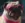Adorable Pug Dog #4143 Live Wallpaper for Android 13, 14, 15 phones like Oppo Reno 11 Pro in low quality