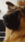 dog   #b6b2 Live Wallpaper for Android 13, 14, 15 phones like OnePlus 13R in low quality